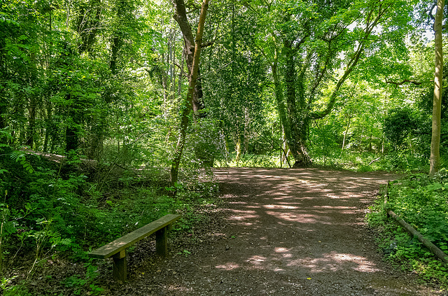 Brotherton Park woodland