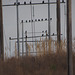 Birds of winter 2: Vultures (mostly turkey vultures, I think)