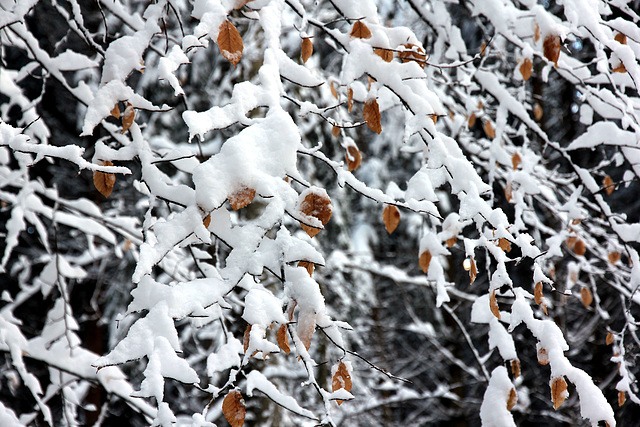 Im Winterwald