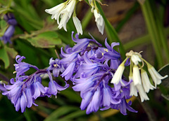 Bluebells & Whitebells