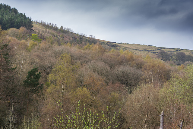 Northern part of Swallows Wood