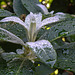 20221027 1884CPw [D~LIP] Knospen, Schmetterlingsstrauch (Buddleja 'Butterfly Candy' Lila Sweatheart), Bad Salzuflen