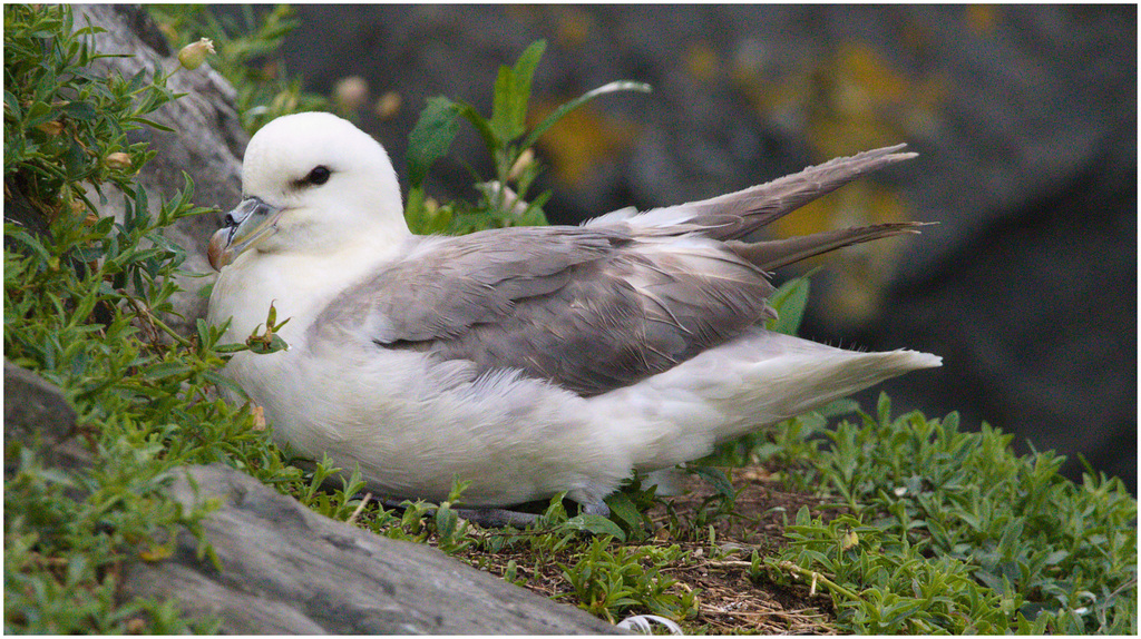 EF7A4927 Fulmar