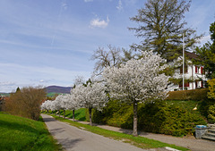 Frühling am Kirchweg