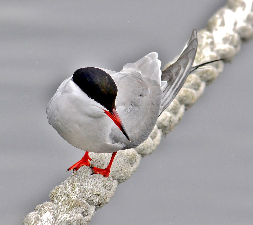 Tern