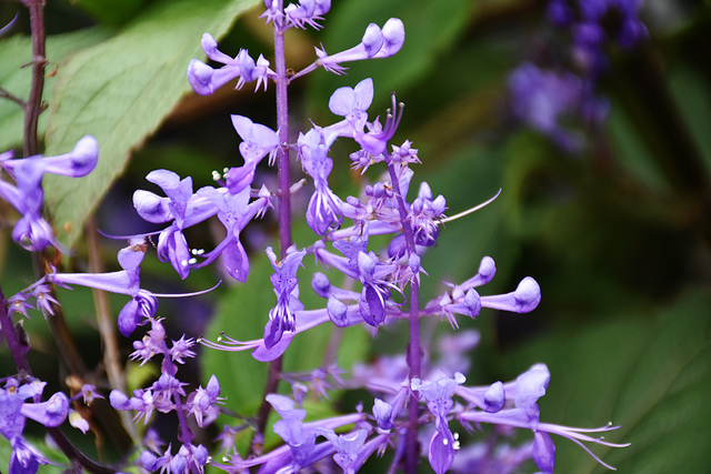 Plectranthus by the hayshed