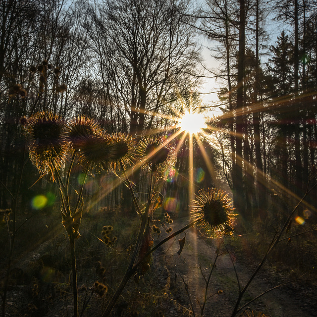 Wintersonne