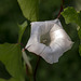 20180628 3637RVMw [D~MS] Zaun-Winde (Calystegia sepium), Rieselfelder Münster