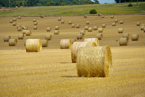 Dorset fields