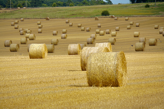 Dorset fields