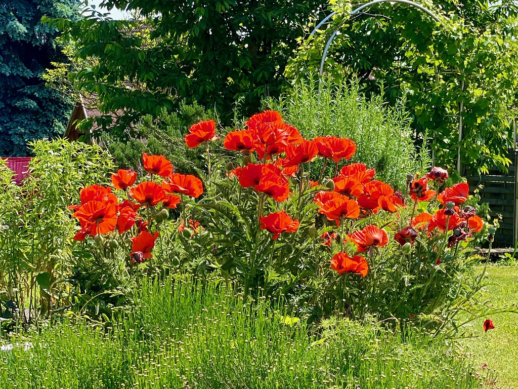 Blütenzauber