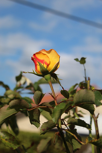 rose 2