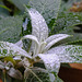 20221027 1885CPw [D~LIP] Knospen, Schmetterlingsstrauch (Buddleja 'Butterfly Candy' Lila Sweatheart), Bad Salzuflen
