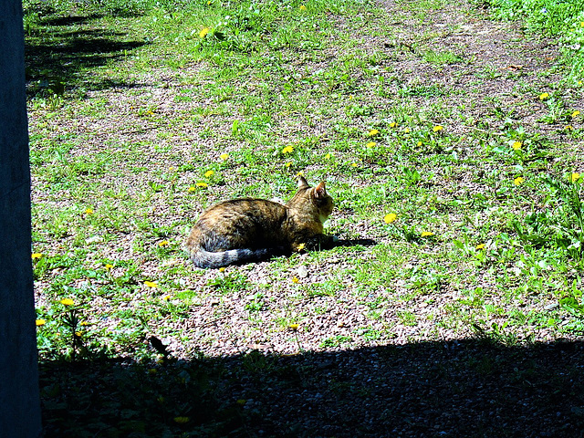 New visitor to the driveway