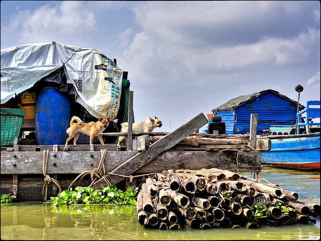 Les chiens de la marine