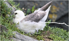 EF7A4925 Fulmar