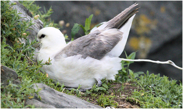 EF7A4925 Fulmar