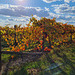 Autumn vineyard Coonawarra South East South Australia