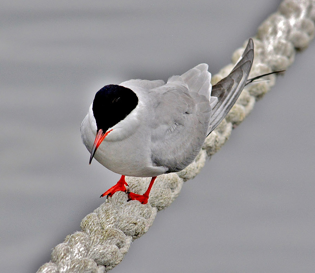 Tern