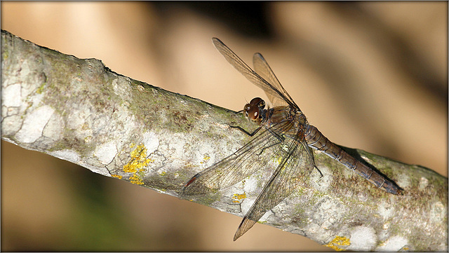 La sieste du sympetrum