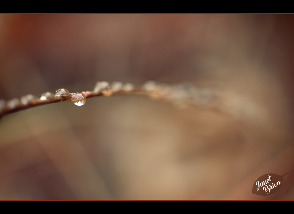 4/366: Dreamy Droplet