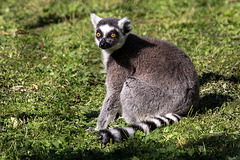 20150911 8857VRAw [D~HF] Katta (Lemur catta), Tierpark, Herford
