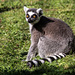 20150911 8857VRAw [D~HF] Katta (Lemur catta), Tierpark, Herford