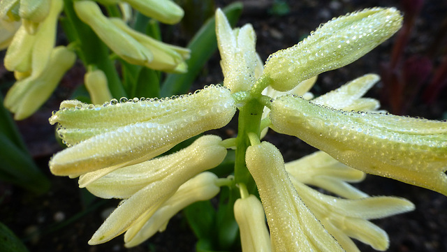 les perles de printemps...