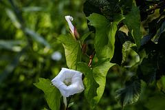 20180628 3638RVMw [D~MS] Zaun-Winde (Calystegia sepium), Rieselfelder Münster