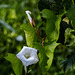 20180628 3638RVMw [D~MS] Zaun-Winde (Calystegia sepium), Rieselfelder Münster