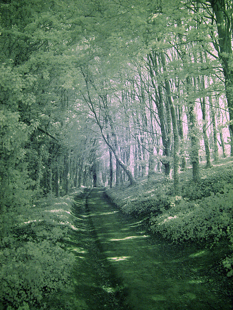 A path through the woods