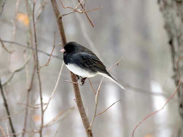 A little puffball