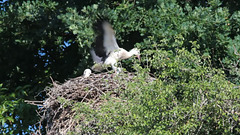 Dieser Jungstorch übt fleißig für den großen Flug