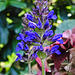 20221027 1886CPw [D~LIP] Salbei (Salvia memorosa), Bad Salzuflen