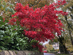 Red all over