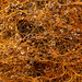 Mycelium of Firerug Inkcap DSZ 2526