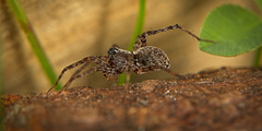 Die Wolfsspinne (Lycosidae) ist vorbei gehuscht :))  The wolf spider (Lycosidae) scurried past :))  L'araignée-loup (Lycosidae) s'est précipitée :))