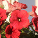 Petunia