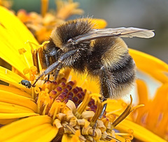 Bee