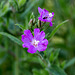 20180628 3639RVMw [D~MS] Zottiges Weidenröschen (Epilobium hirsotum), Rieselfelder Münster