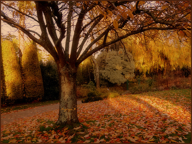 Bon dimanche à tous et bonne fête du 11 Novembre !