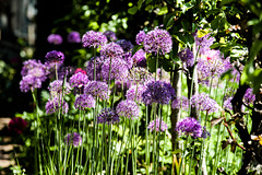 Allium