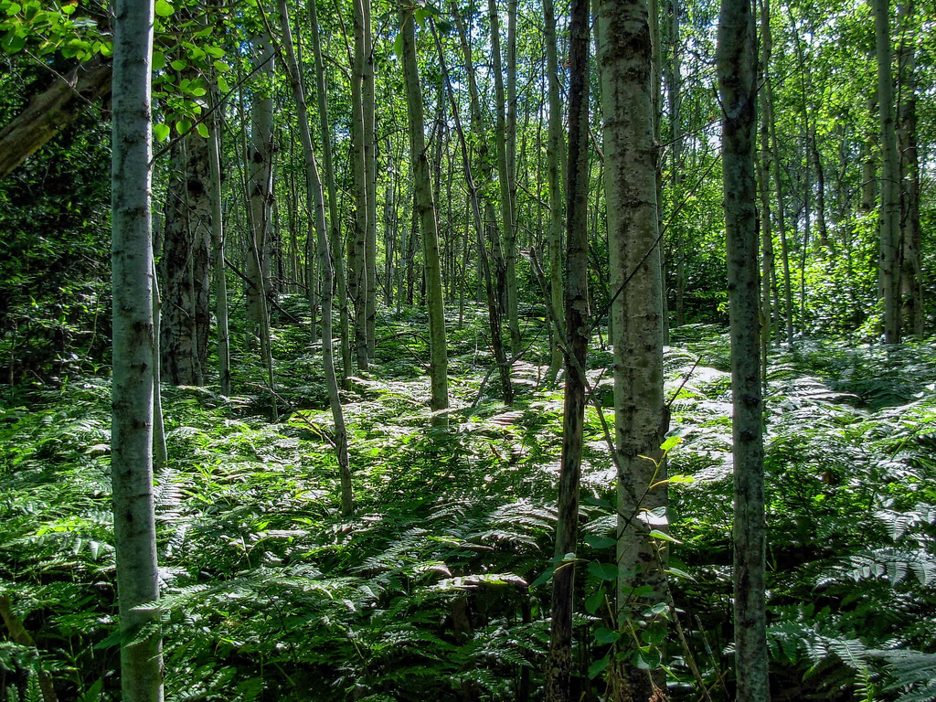 Near Cobald - Northern Woods 2007 (PiP)