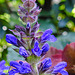 20221027 1887CPw [D~LIP] Salbei (Salvia memorosa), Bad Salzuflen
