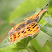 DC EOS 90D Peter Harriman 13 40 19 14998 comma dpp