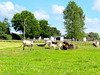 Cows At The Water Trouphs.