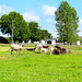 Cows At The Water Trouphs.