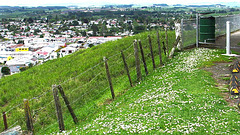 Tokoroa From Colson Hill.