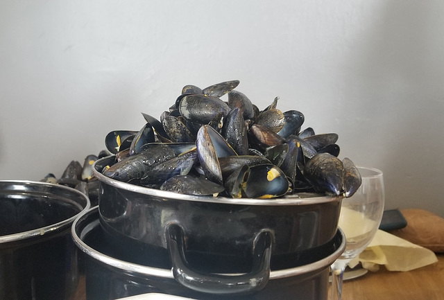 Mussels