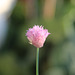Allium schoenoprasum (1)